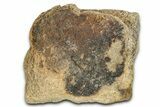 Dinosaur (Triceratops) Frill Shield Section - Montana #338946-1
